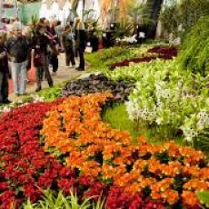 FIESTA NACIONAL DE LA FLOR